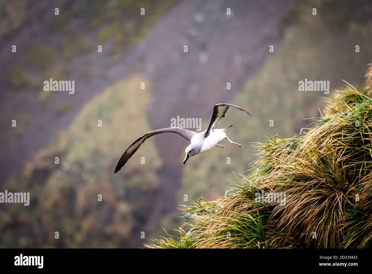 Elsehul Bay, Georgia del Sud, territorio britannico d'oltremare della Georgia del Sud e Isole Sandwich meridionali, regione antartica Foto Stock