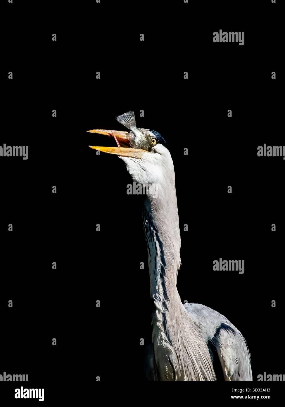 Aironi grigi in procinto di deglutire un pesce nelle zone umide vicino a Durban, RSA Foto Stock