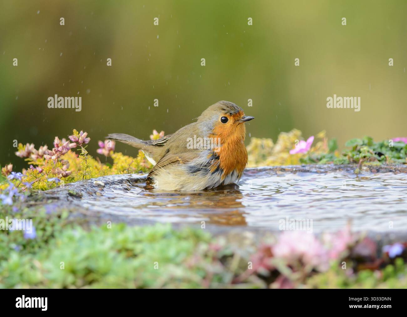European robin erithacus rubecula, balneazione in giardino per uccelli, County Durham, Inghilterra, Regno Unito, ottobre. Foto Stock