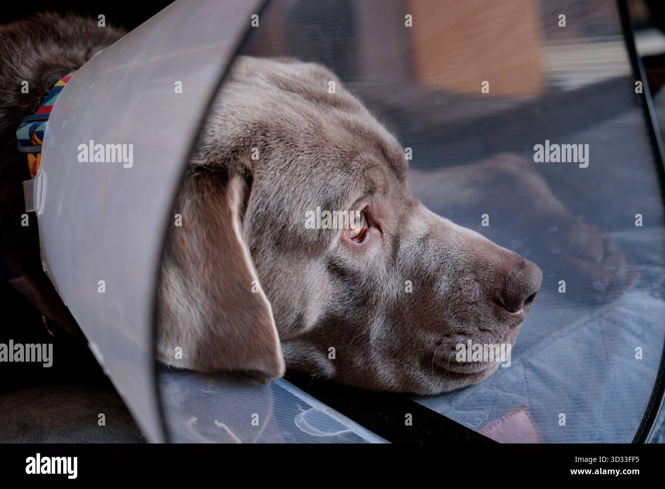 Sad Silver maschio Labrador cane si sta riprendendo con un collare a cono medico a casa. Foto Stock
