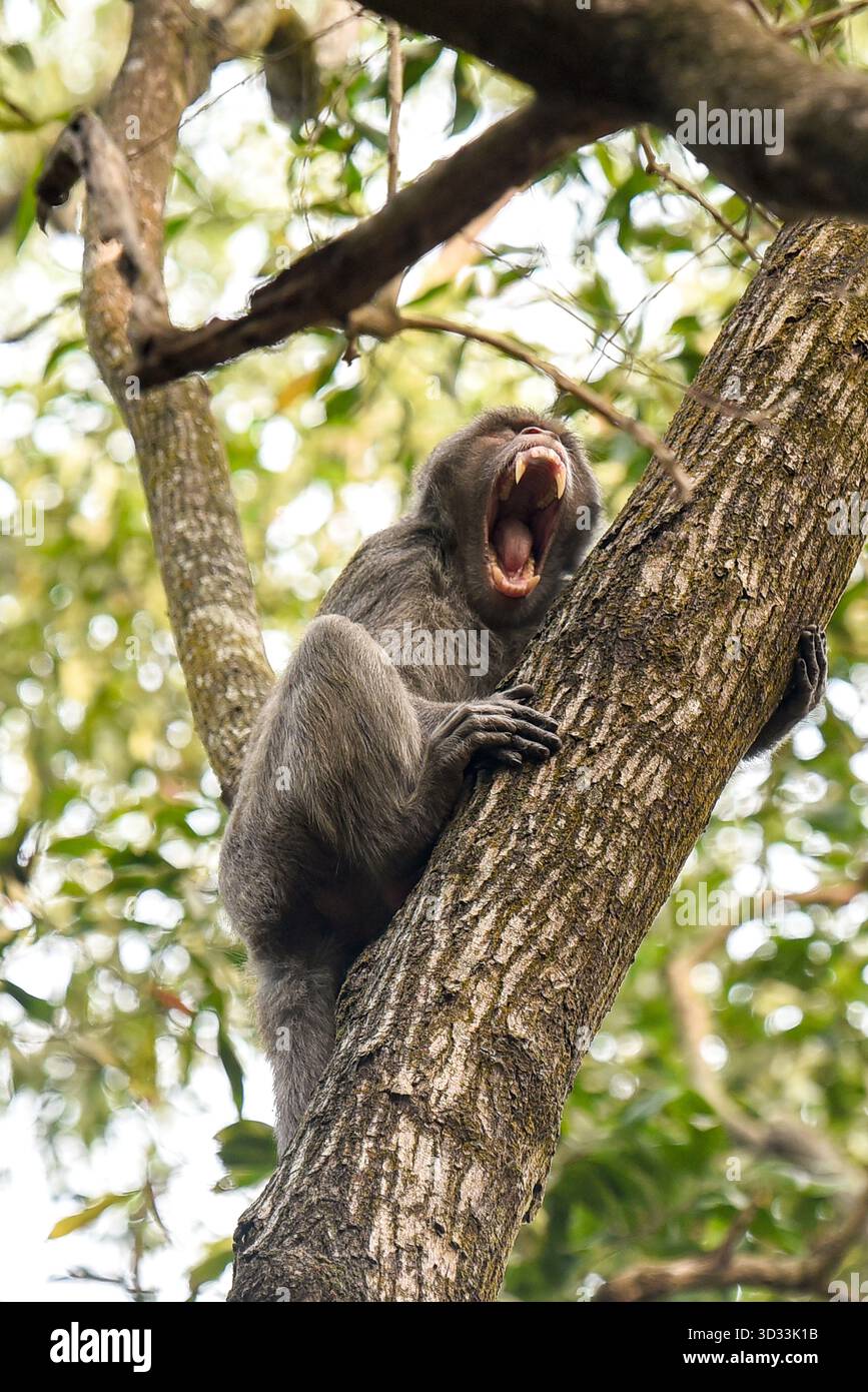 Sbadigliante scimmia aggrappata a un ramo dell'albero nella giungla, Un momento selvaggio di sonnolenza e natura Foto Stock