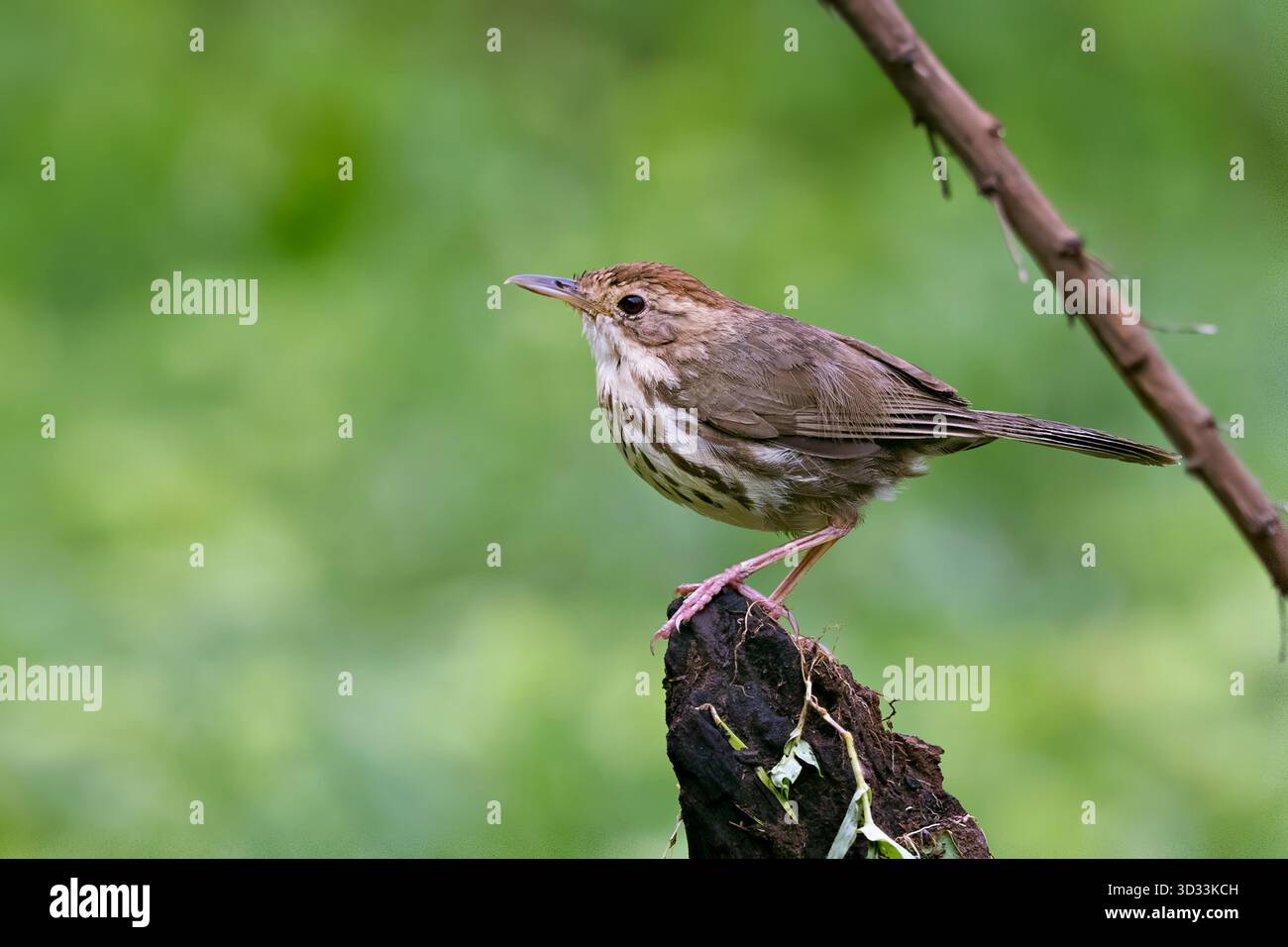 Immagine che cattura il puff-throated Babbler (Pellorneum ruficeps), indigeno di Pune, Maharashtra, India. Foto Stock