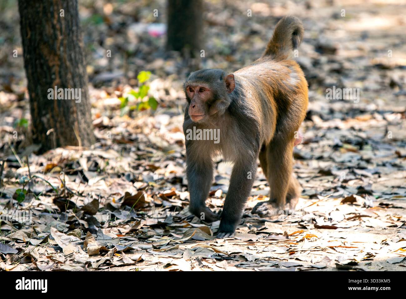 Scimmia che cammina attraverso il rigoglioso pavimento della foresta in habitat naturale, ritratto di animali solitari Foto Stock