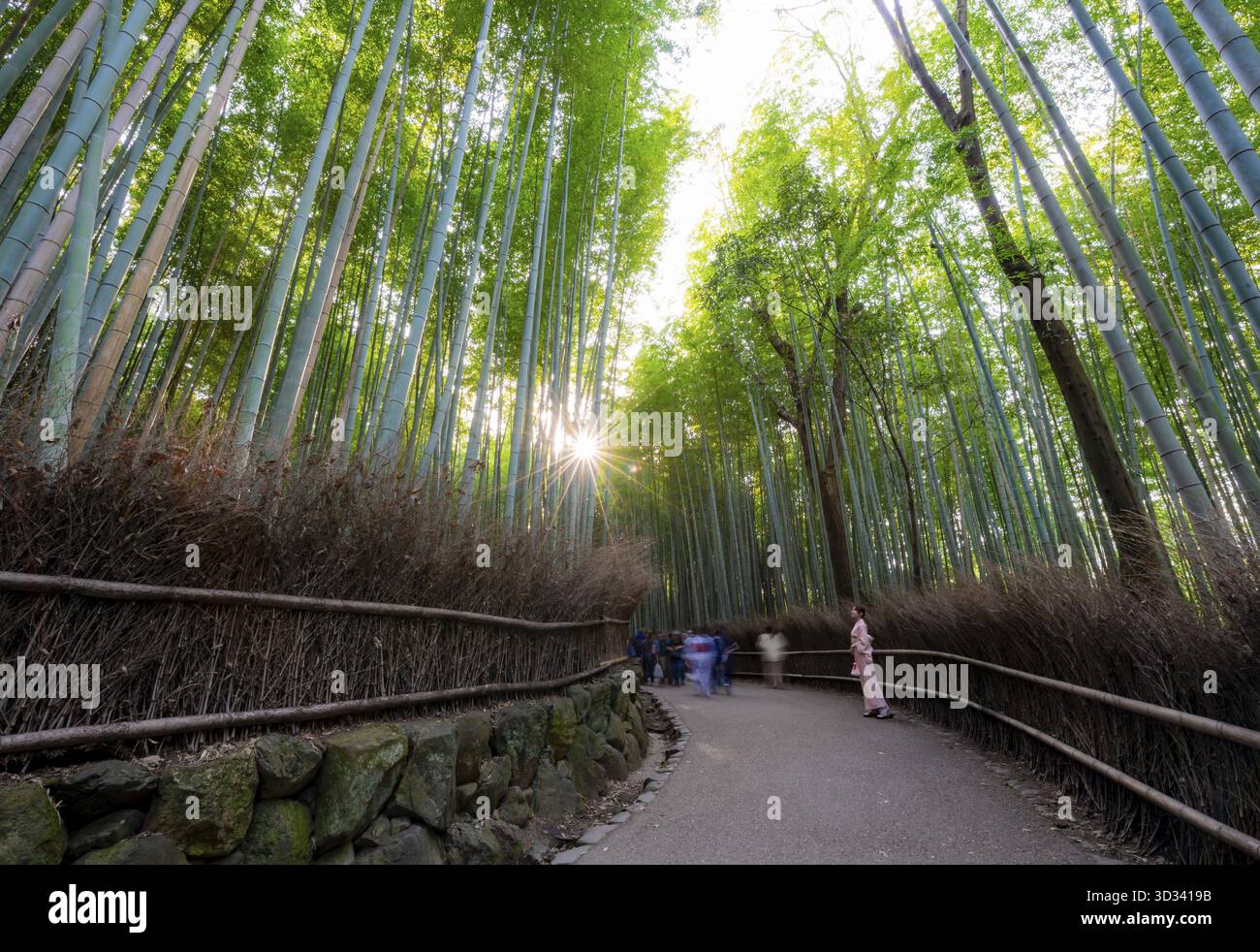 Donna giapponese che indossa il kimono camminando attraverso la foresta di bambù, lunga esposizione, torreggianti steli di bambù nella foresta di bambù di Arashiyama, con la stella del sole, Kyoto, J. Foto Stock