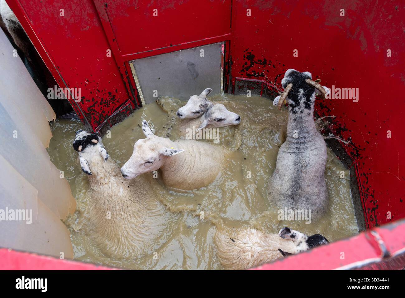 Immergere le pecore in una immersione mobile utilizzando un bagno di organofosfato (OP) per aiutare a controllare Scab e pidocchi nel gregge. North Yorkshire, Regno Unito. Foto Stock