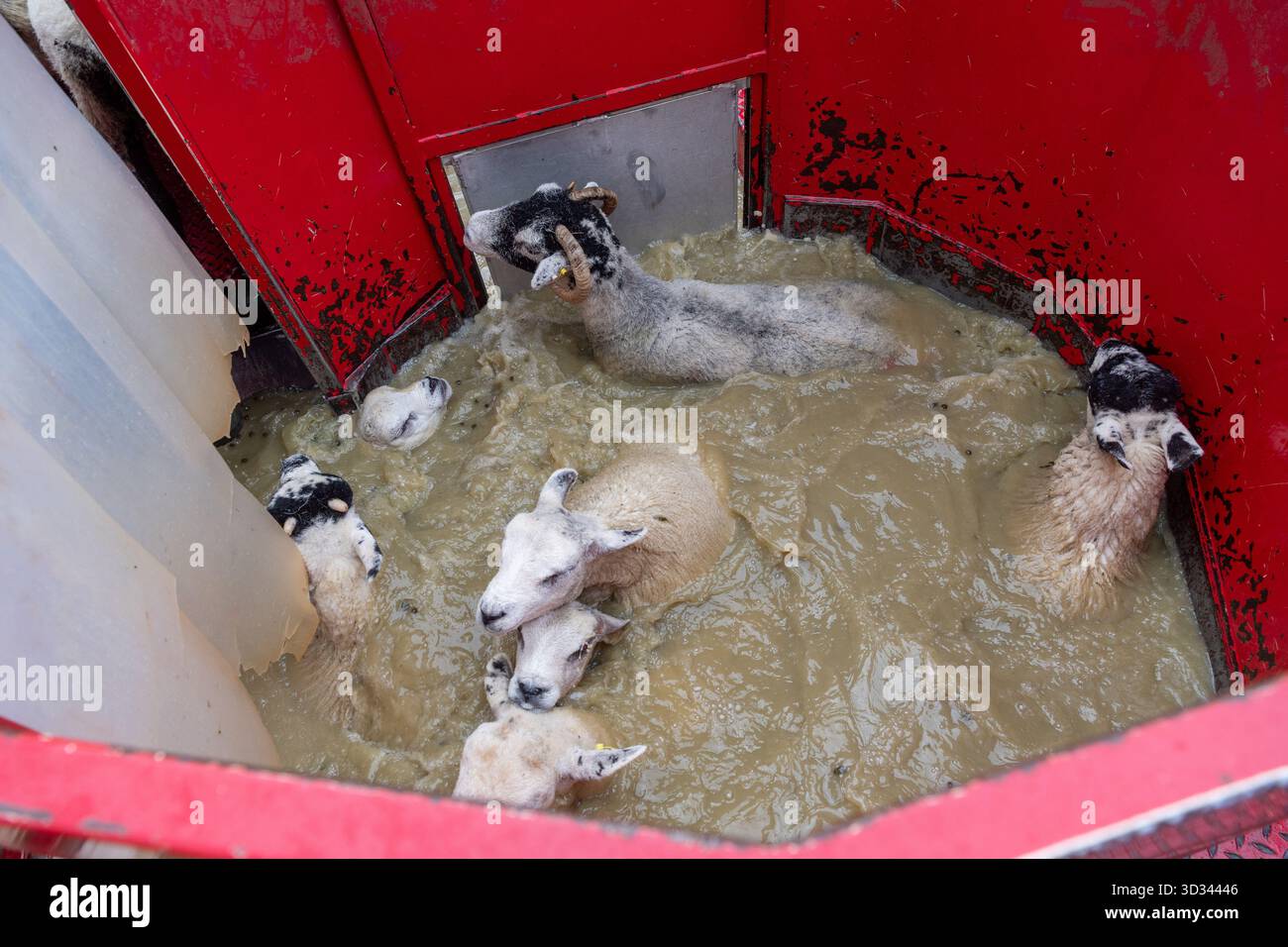 Immergere le pecore in una immersione mobile utilizzando un bagno di organofosfato (OP) per aiutare a controllare Scab e pidocchi nel gregge. North Yorkshire, Regno Unito. Foto Stock