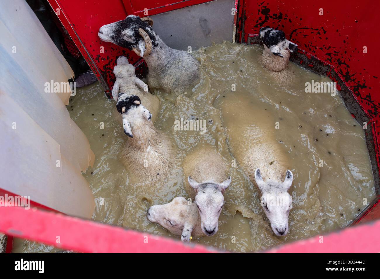 Immergere le pecore in una immersione mobile utilizzando un bagno di organofosfato (OP) per aiutare a controllare Scab e pidocchi nel gregge. North Yorkshire, Regno Unito. Foto Stock