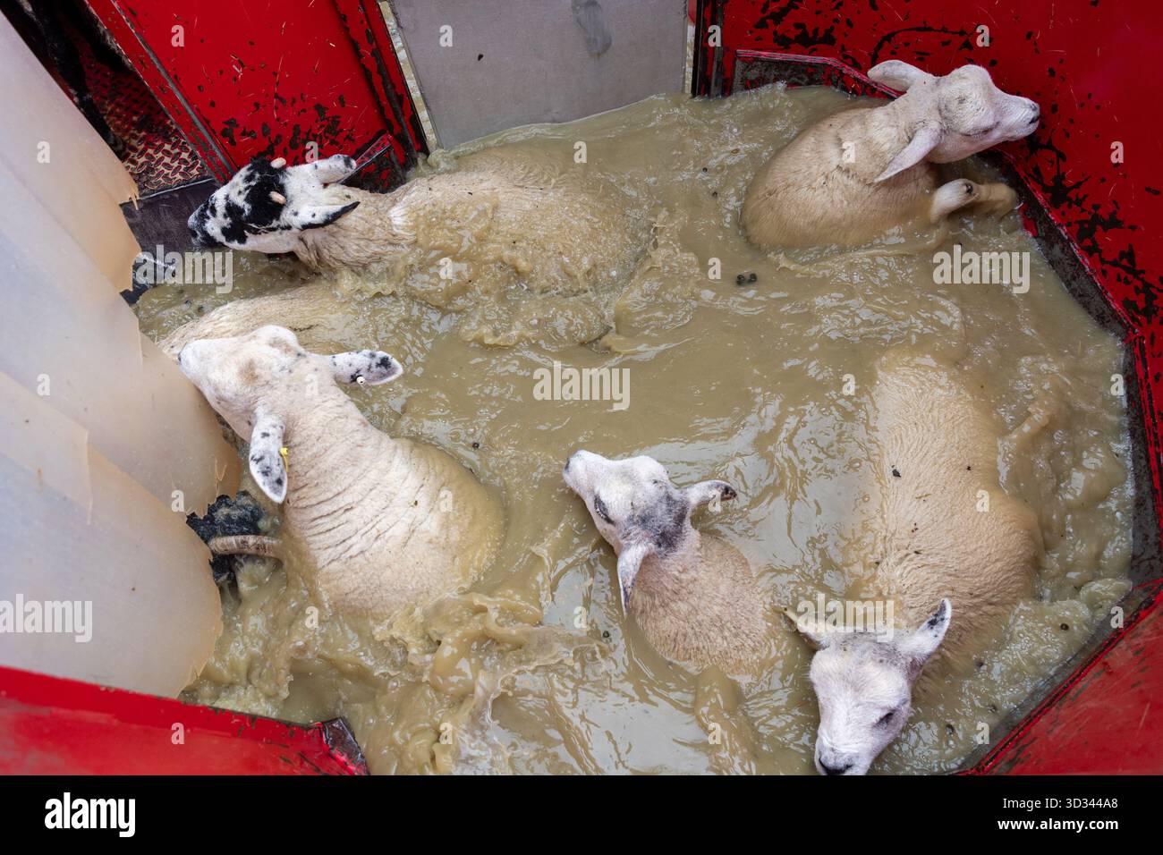 Immergere le pecore in una immersione mobile utilizzando un bagno di organofosfato (OP) per aiutare a controllare Scab e pidocchi nel gregge. North Yorkshire, Regno Unito. Foto Stock