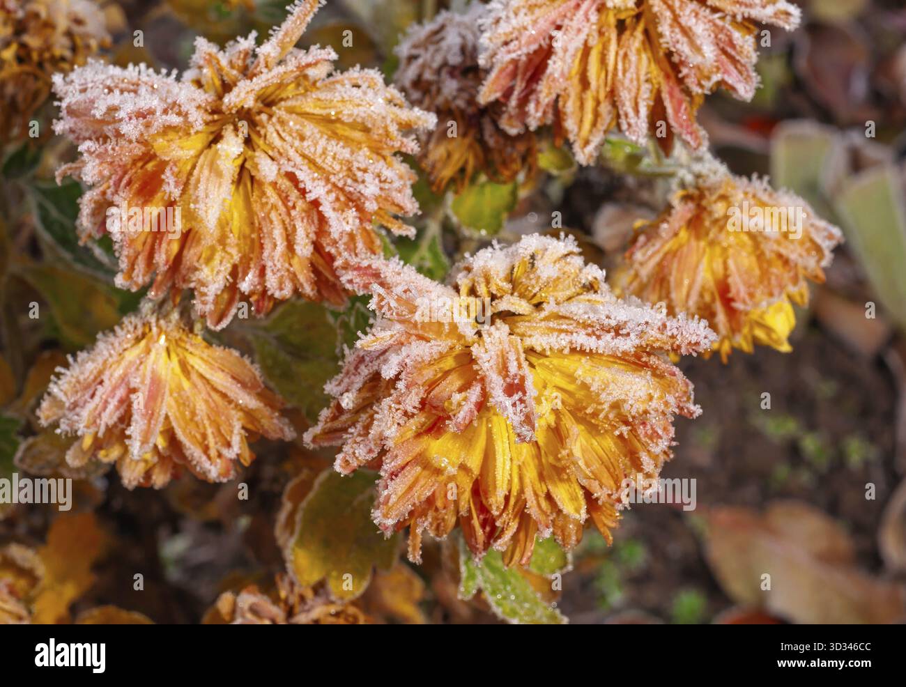 I crisantemi gialli congelati brillano sotto il gelo in una fredda giornata invernale Foto Stock