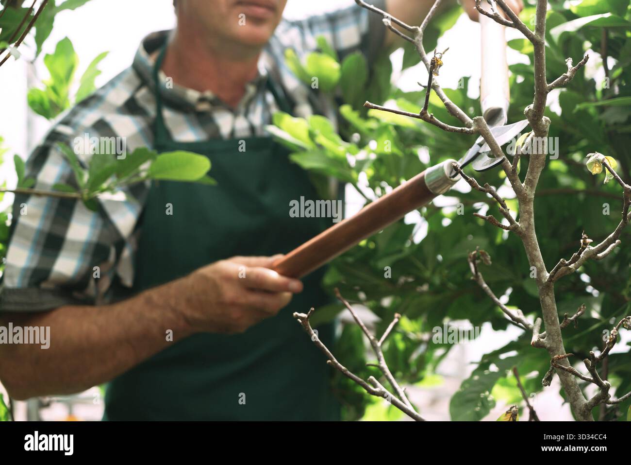 Uomo che potava l'albero con i taglierini. L'agricoltore maschio taglia rami nel giardino primaverile con cesoie per potatura Foto Stock