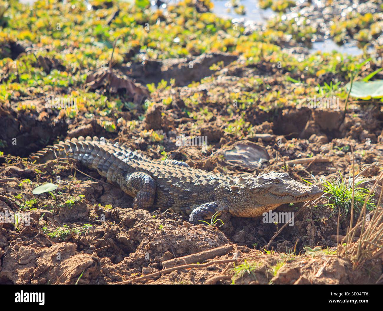 Coccodrillo asiatico sulla costa fangosa del Parco Nazionale di Yala, Sri Lanka Foto Stock