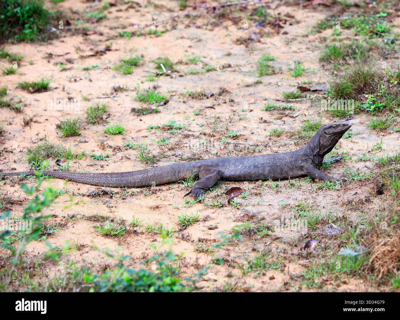 Un grande monitor terrestre Lizard che poggia su sabbia secca nel Parco Nazionale di Wilpattu, Sr Lanka Foto Stock