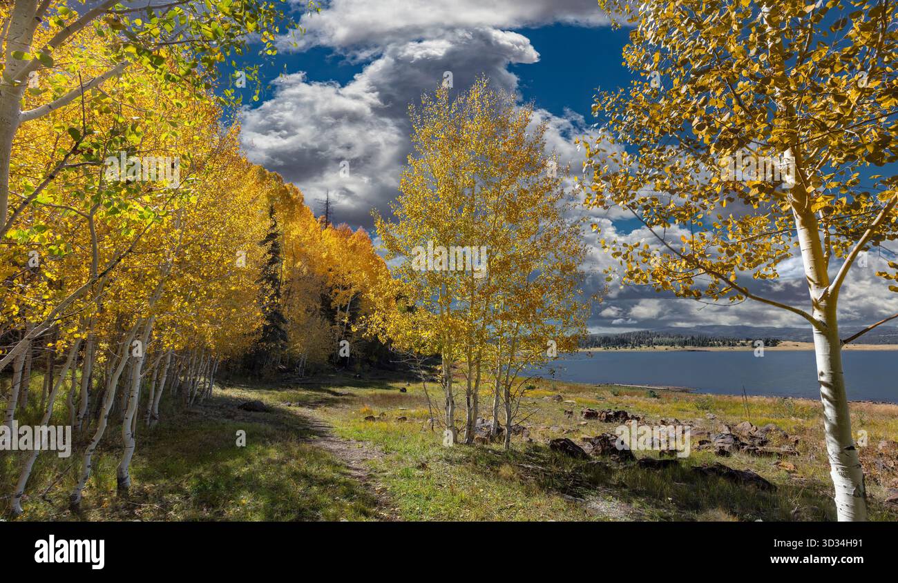 I brillanti aspens autunnali circondano il lago Big sul Mogollon Rim vicino a Greer, Arizona. Foto Stock