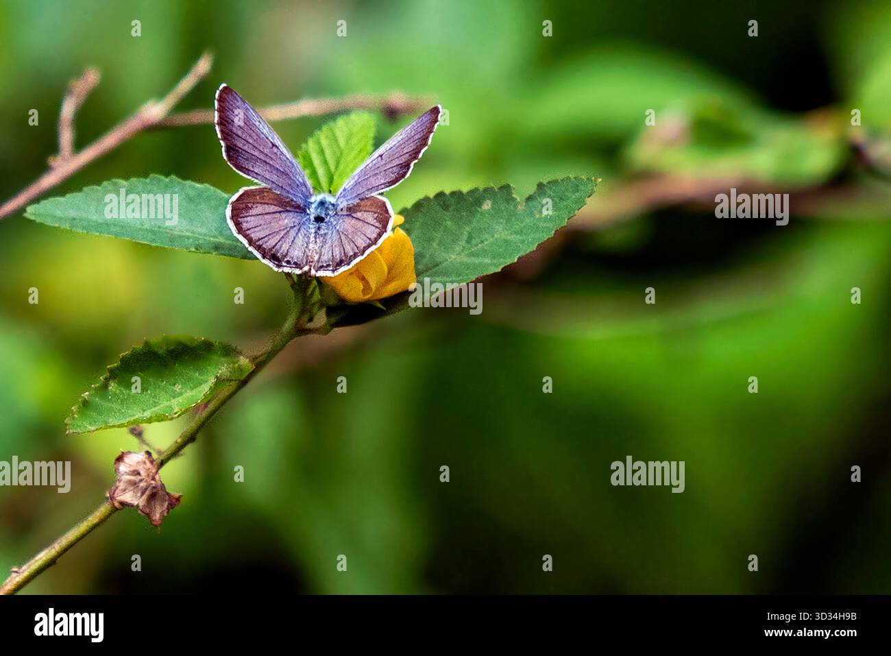 Vibrante farfalla blu che riposa graziosamente su una foglia nell'habitat naturale Foto Stock