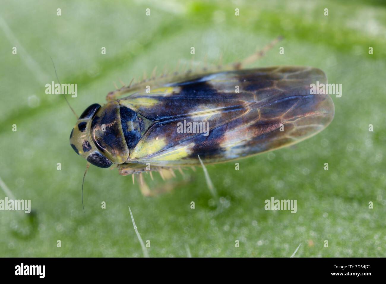 Leafhopper per ortica, Macrosteles variatus. Una piccola cicala che succhia la linfa da un'ortica. Foto Stock