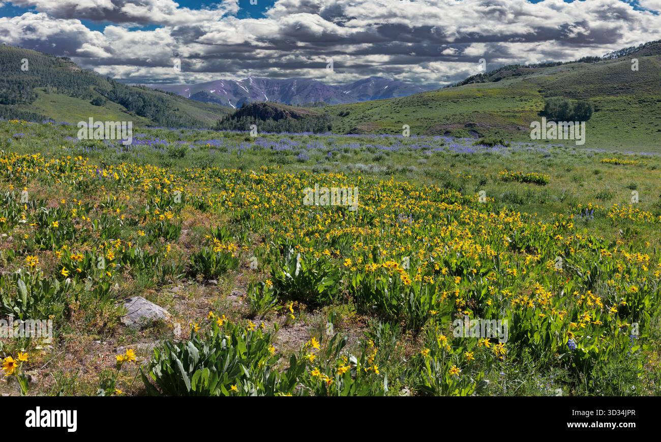 Wildflower Meadow - Mule's Ears & Lupin - Crested Butte, CO Foto Stock