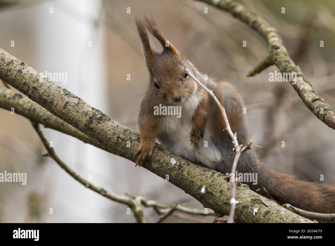 Carino giovane scoiattolo rosso seduto sul ramo di un albero e disturbati da un ramoscello nel suo occhio. Blured, foresta soffice sfondo. Kristiansand, Norvegia Foto Stock