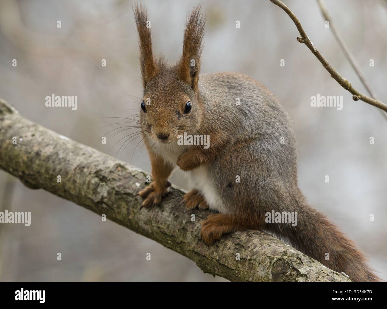 Carino giovane scoiattolo rosso seduto sul ramo di albero con morbido sfondo della foresta Foto Stock