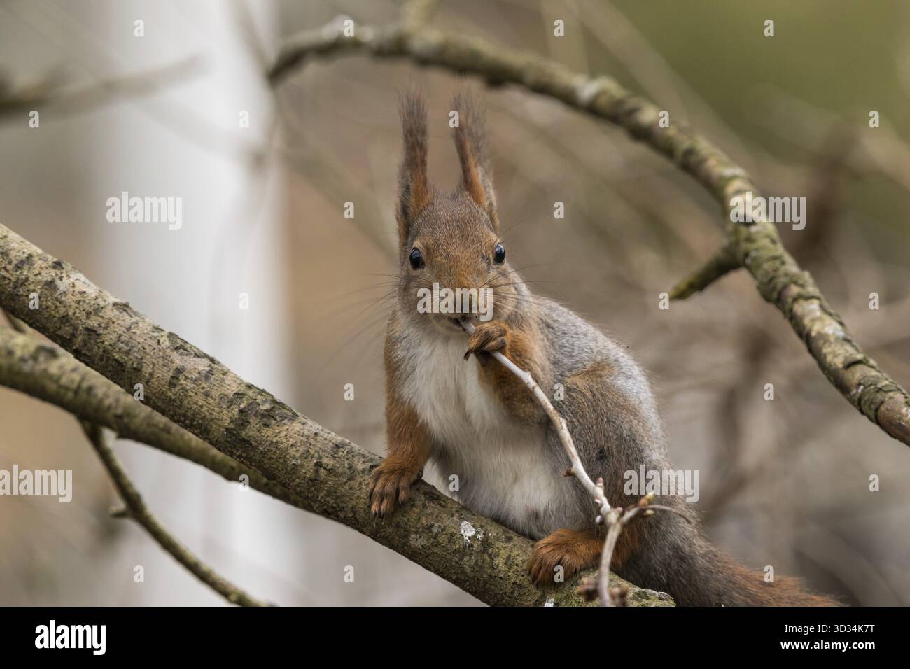 Grazioso giovane scoiattolo rosso seduto sul ramo dell'albero, mordendo su un piccolo ramoscello. Sfondo morbido della foresta Foto Stock