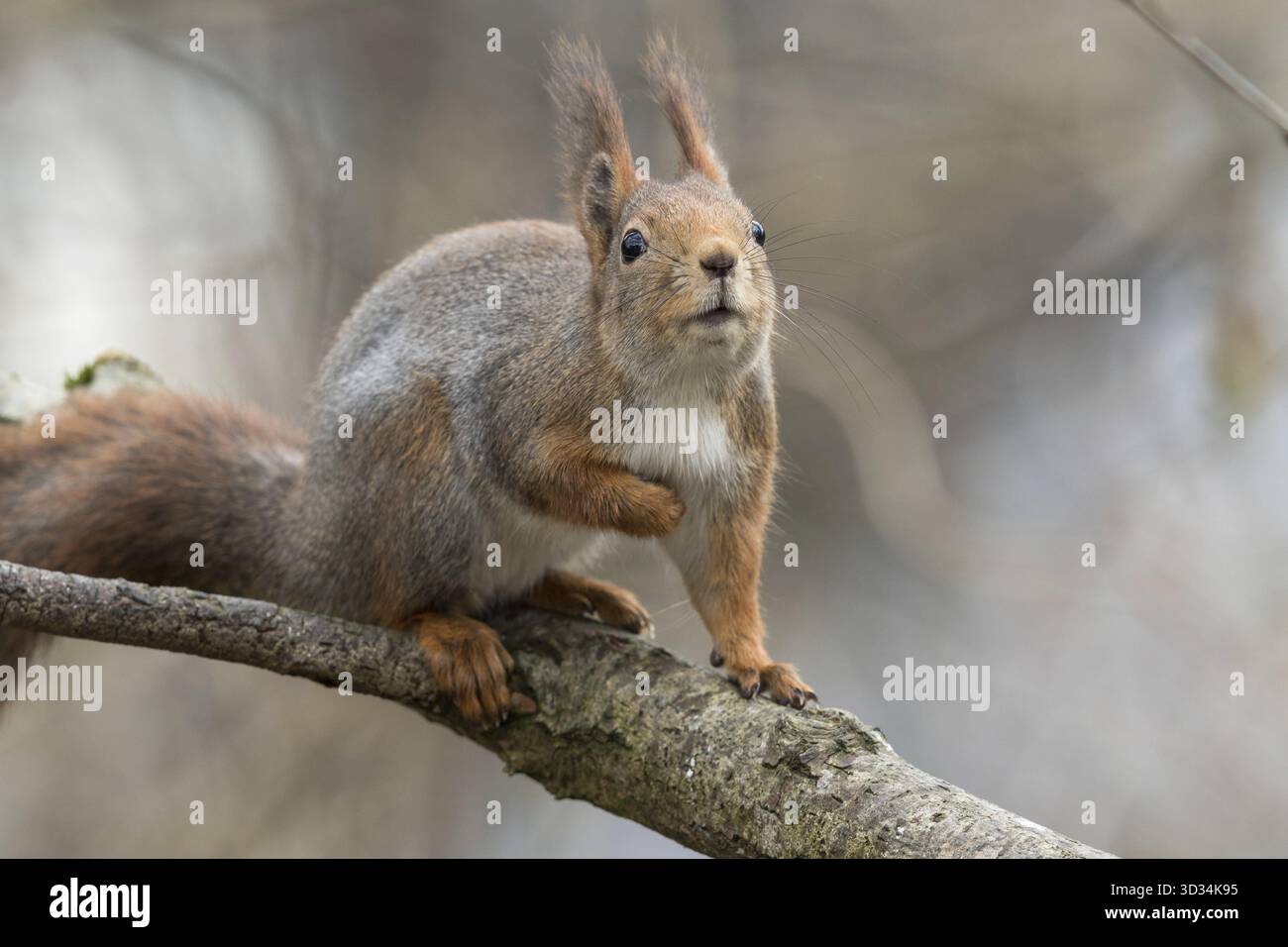 Grazioso giovane scoiattolo rosso seduto sul ramo dell'albero, con la testa sollevata, che guarda verso il cielo. Sfondo morbido e sfocato della foresta Foto Stock