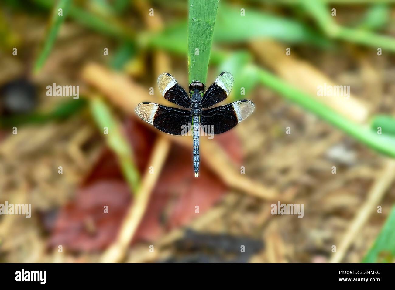 Dragonfly appollaiata su Green Grass Blade Macro Closeup Nature Photo Foto Stock