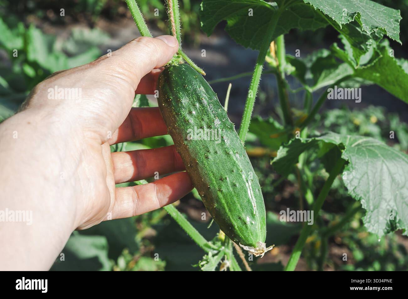 Primo piano di una mano che tiene un cetriolo appena coltivato, che mostra il suo vibrante colore verde e la pelle ruvida in un ambiente da giardino Foto Stock