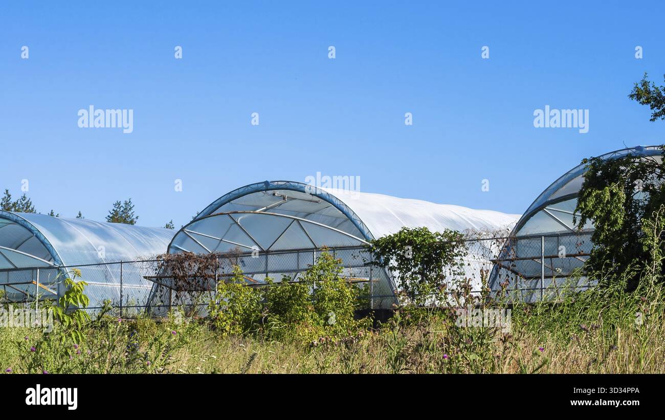 Tre serre si trovano di fila contro un cielo azzurro, promettenti crescita e innovazione agricola in un ambiente rurale Foto Stock
