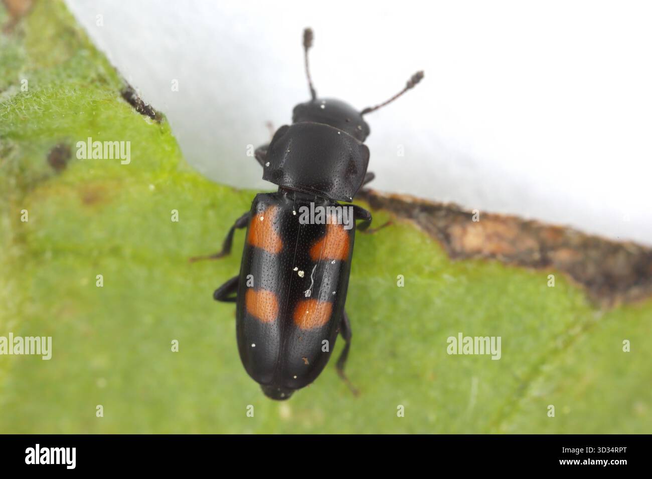 Glischrochilus quadripunctatus, comunemente noto come predatore europeo di coleottero della corteccia. Foto Stock