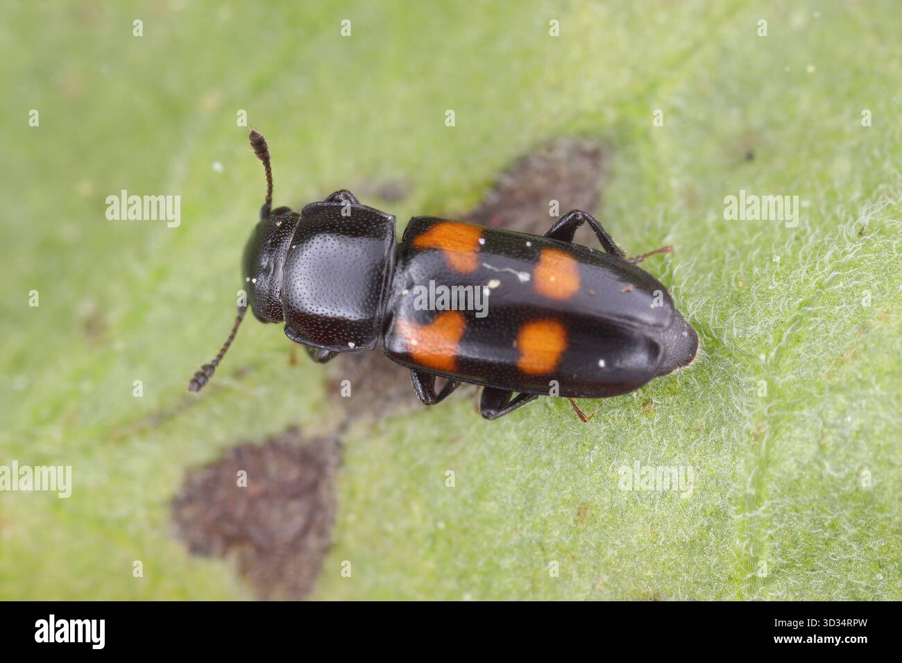 Glischrochilus quadripunctatus, comunemente noto come predatore europeo di coleottero della corteccia. Foto Stock