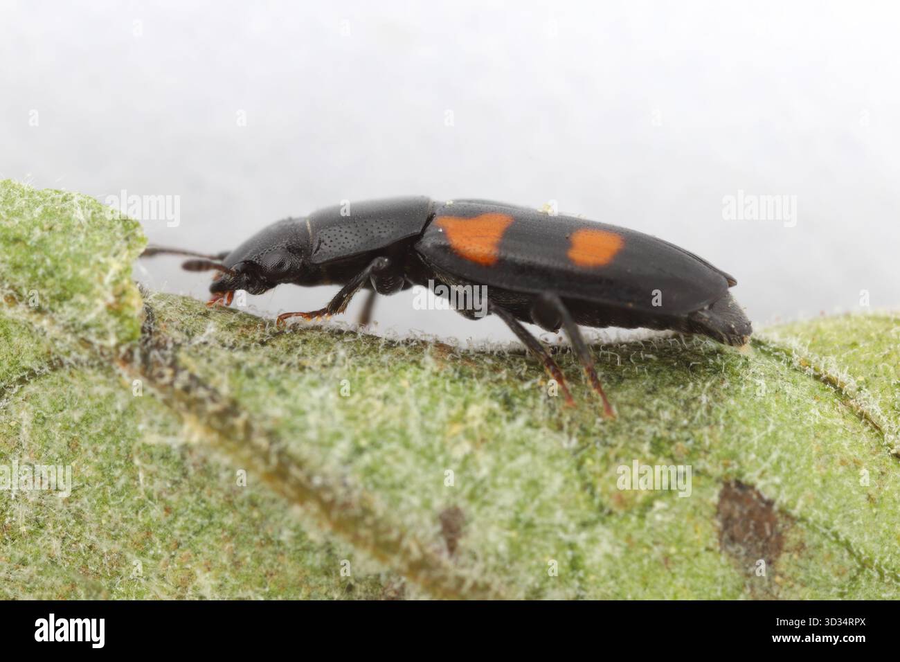 Glischrochilus quadripunctatus, comunemente noto come predatore europeo di coleottero della corteccia. Foto Stock