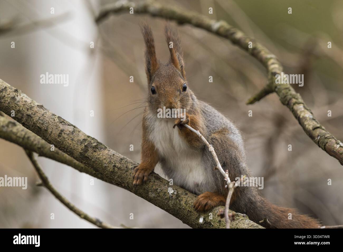 Carino giovane scoiattolo rosso seduto sul ramo di un albero di mordere su un rametto. Foresta soffice sfondo. Kristiansand, Norvegia Foto Stock