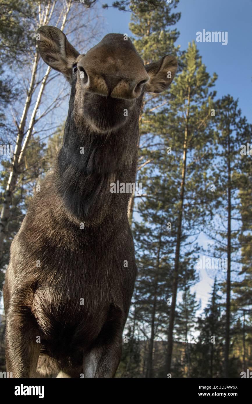 Alce o alce, alce, mucca. Prospettiva rane, vista insolita, aspetto strano, faccia divertente, immagine verticale, sfondo foresta Foto Stock