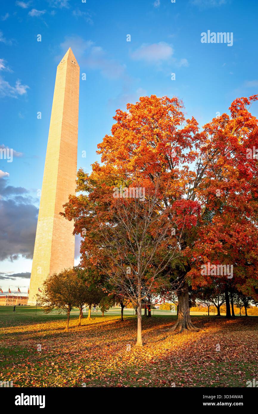 Washington Monument in autunno pomeriggio Light Washington DC // WASHINGTON DC - il Washington Monument è visto tra un vivace fogliame autunnale alla luce del sole del tardo pomeriggio poco prima del tramonto. Questo iconico obelisco ricorda George Washington, il primo presidente degli Stati Uniti. Costruito principalmente in marmo, granito e gneiss di pietra blu, fu completato nel 1884. Alto 169,294 metri (555 piedi e 1/8 pollici), è un importante punto di riferimento nel National Mall di Washington DC. Foto Stock
