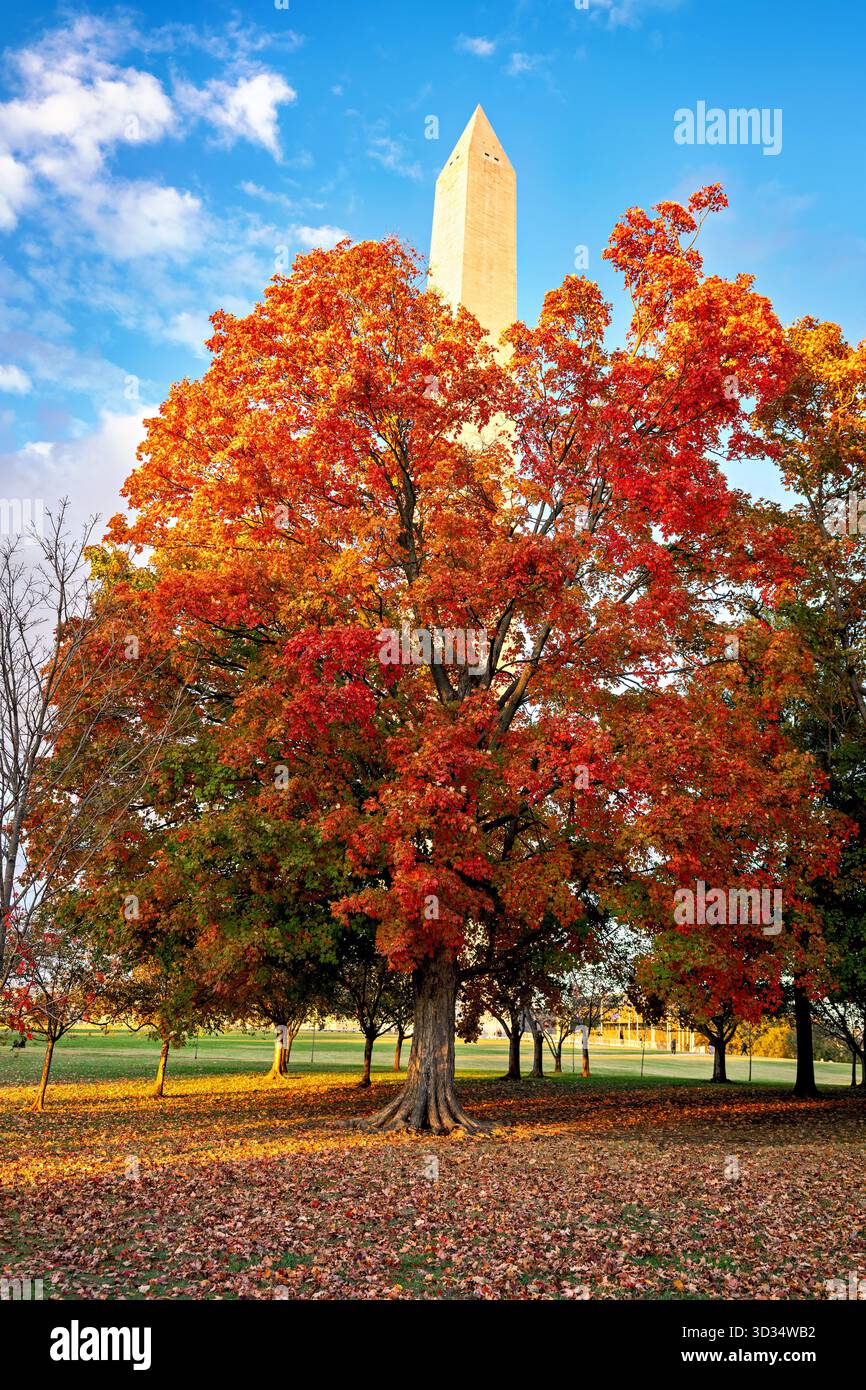 Washington Monument in Autumn Colors National Mall Washington DC // WASHINGTON DC - il Washington Monument è visto tra il vivace fogliame autunnale e le foglie autunnali cadute sul National Mall. Questo iconico obelisco, che commemora George Washington, è costruito in marmo, granito e gneiss di pietra blu. Alta 169,29 metri (555 piedi 5 1/8 pollici), è stata dedicata nel 1885. Il monumento si trova all'interno del National Mall, un parco nazionale amministrato dal National Park Service. La scena viene catturata alla luce del sole nel tardo pomeriggio poco prima del tramonto. Foto Stock