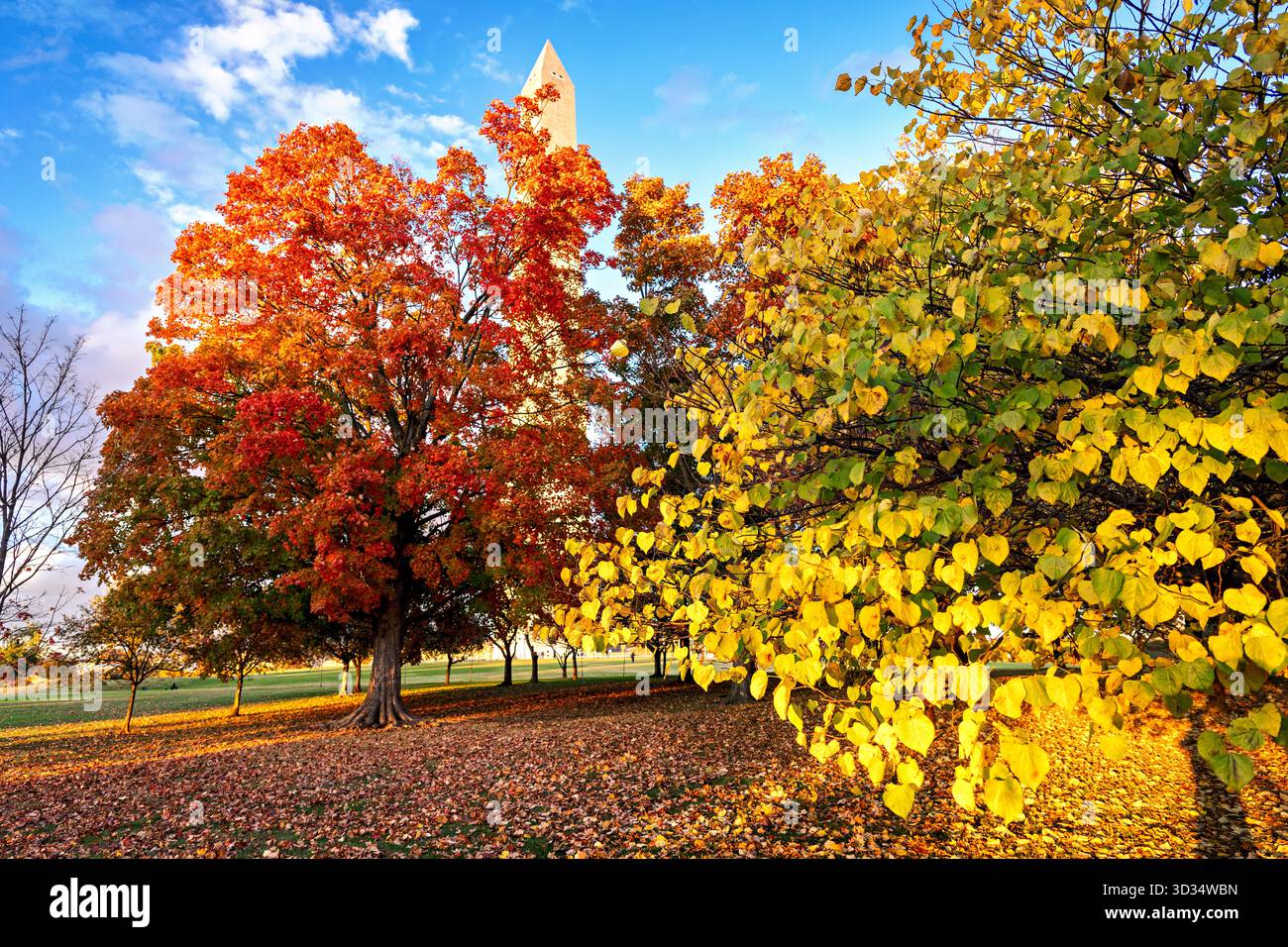 Washington Monument con foglie autunnali Washington DC // WASHINGTON DC - il Washington Monument è visto in mezzo al vivace fogliame autunnale del National Mall. Questo iconico obelisco, in onore del primo presidente degli Stati Uniti George Washington, è una caratteristica importante della capitale della nazione. Con un'altezza di 169,29 metri (555 piedi 5 1/8 pollici), fu completato nel 1884 e dedicato nel 1885. Il monumento è costruito in marmo, granito e gneiss di pietra blu. La scena è illuminata dal caldo bagliore della luce del tardo pomeriggio appena prima del tramonto. Foto Stock