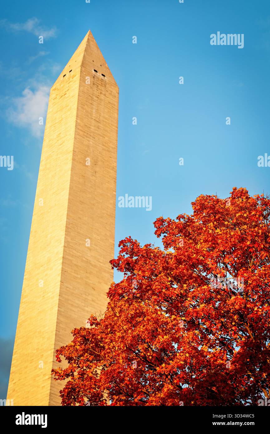 Washington Monument with Autumn Leaves Washington DC // WASHINGTON DC — il Washington Monument, un obelisco di spicco, sorge accanto alle vibranti foglie autunnali di Washington DC. Questo iconico monumento nazionale commemora George Washington, il primo presidente degli Stati Uniti. Con i suoi 169,29 metri (555 piedi e 1/8 pollici) di altezza, è la struttura in pietra e l'obelisco più alti del mondo. Costruito in marmo, granito e gneiss di pietra blu, il monumento fu completato nel 1884. Il monumento e il fogliame sono illuminati dalla luce del sole del tardo pomeriggio. Foto Stock