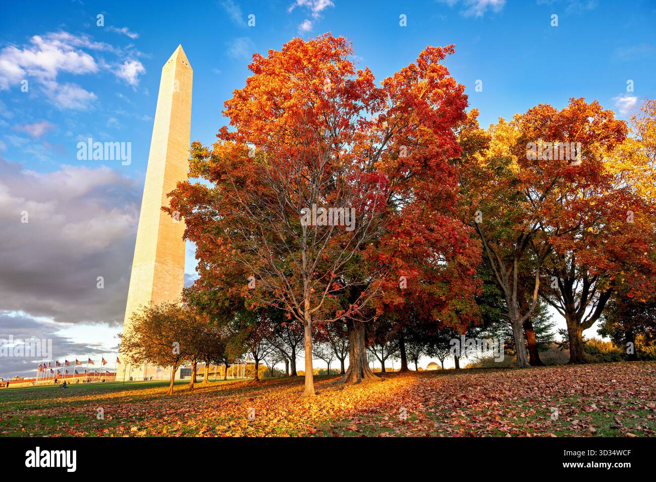 Monumento a Washington con il Fall Foliage National Mall Washington DC // WASHINGTON DC - il monumento a Washington sorge sopra il vivace fogliame autunnale del National Mall. Questo iconico obelisco, che commemora George Washington, è costruito in marmo, granito e gneiss di pietra blu. Alto 555 piedi 1/8 pollici (169,294 metri), è una caratteristica prominente dello skyline della città. Situato al centro del National Mall, un parco nazionale gestito dal National Park Service, è illuminato dalla luce del sole del tardo pomeriggio poco prima del tramonto. Foto Stock