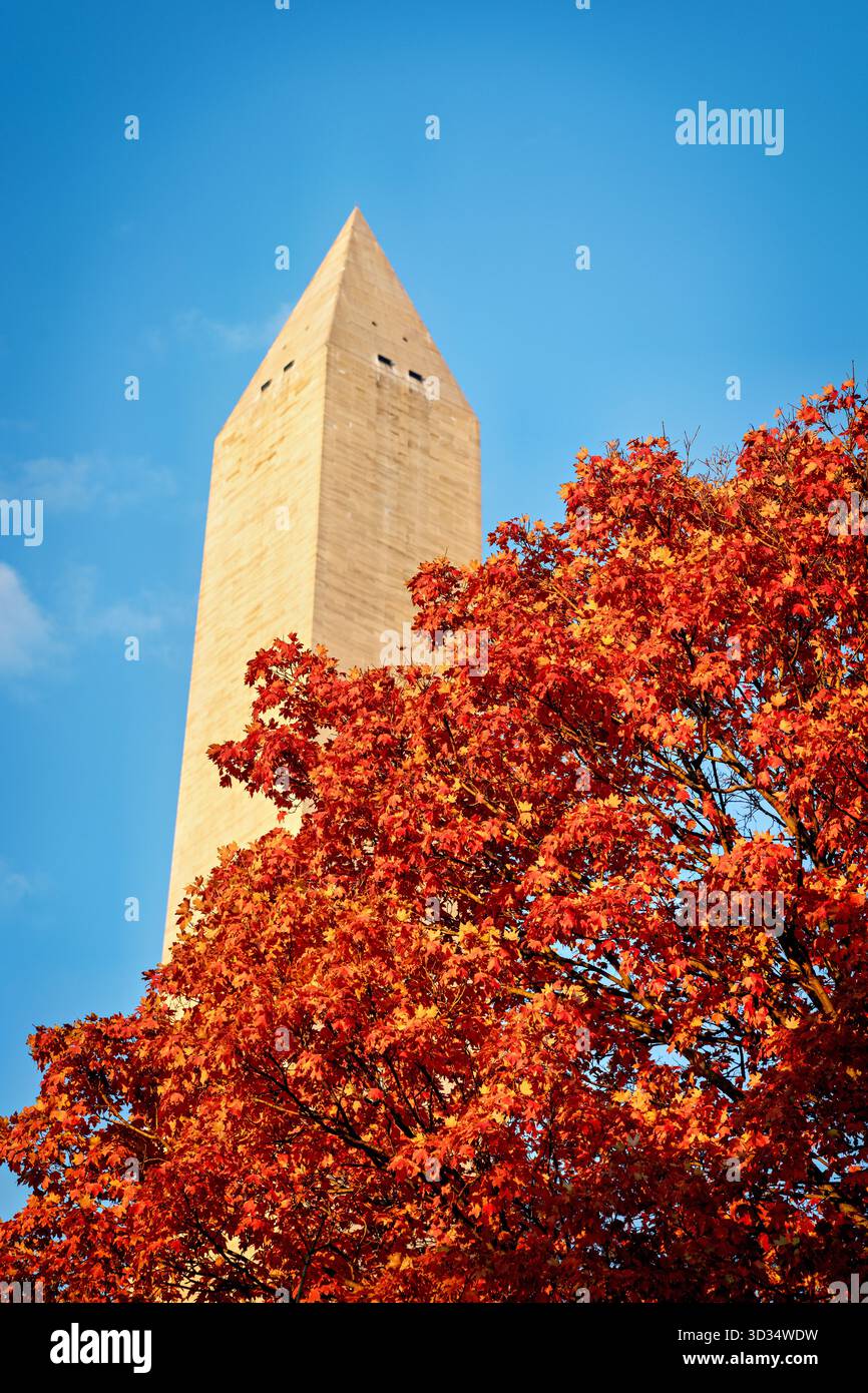 Monumento a Washington con foglie autunnali Washington DC // WASHINGTON DC - il monumento a Washington viene catturato con vivaci foglie autunnali alla luce del sole nel tardo pomeriggio. Questo iconico obelisco, dedicato a George Washington, il primo presidente degli Stati Uniti, è una caratteristica importante del National Mall. Costruito in marmo, granito e gneiss di pietra blu, il monumento è alto 169,29 metri (555 piedi e 1/8 pollici). È stato completato nel 1884 e inaugurato ufficialmente nel 1888. L'area circostante, compreso il National Mall, è famosa per la sua splendida vegetazione autunnale, che attira visitatori nella capitale. Foto Stock