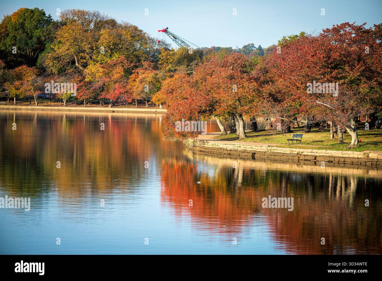 Bacino delle maree Cherry Trees Fall Colors Washington DC // WASHINGTON DC - i colori dell'autunno adornano i ciliegi del bacino delle maree, un bacino artificiale artificiale di Washington, D.C., famoso per i suoi iconici fiori primaverili. Questa caratteristica centrale del West Potomac Park, parte del National Mall, mostra vivaci rossi, arance e gialli in autunno. Molti di questi alberi sono ciliegi giapponesi (Prunus serrulata) dotati dal Giappone. Una gru da cantiere è visibile sullo sfondo, indicando lo sviluppo o la manutenzione in corso. Foto Stock