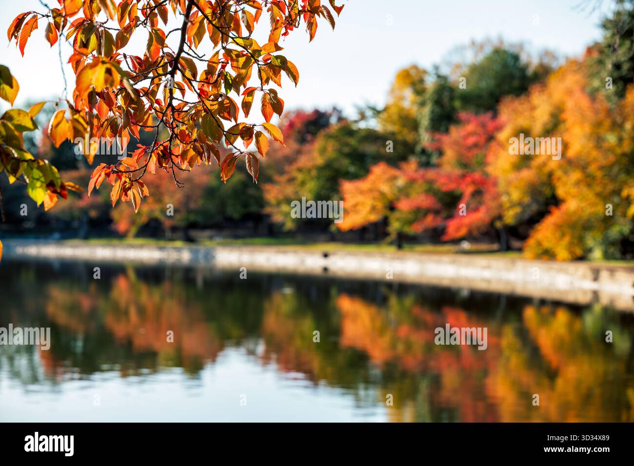 Cherry Trees Fall Colors Tidal Basin Washington DC // WASHINGTON DC - i colori autunnali dei ciliegi sono visibili presso il bacino delle maree. Questo serbatoio artificiale artificiale di Washington DC è rinomato per i suoi iconici fiori di ciliegio in primavera. In autunno, questi alberi mostrano un vivace fogliame rosso e arancio, aggiungendo alla bellezza stagionale della capitale nazionale. Il bacino delle Tidal è una caratteristica importante del West Potomac Park, circondato da molti dei famosi monumenti e monumenti commemorativi della città. Foto Stock