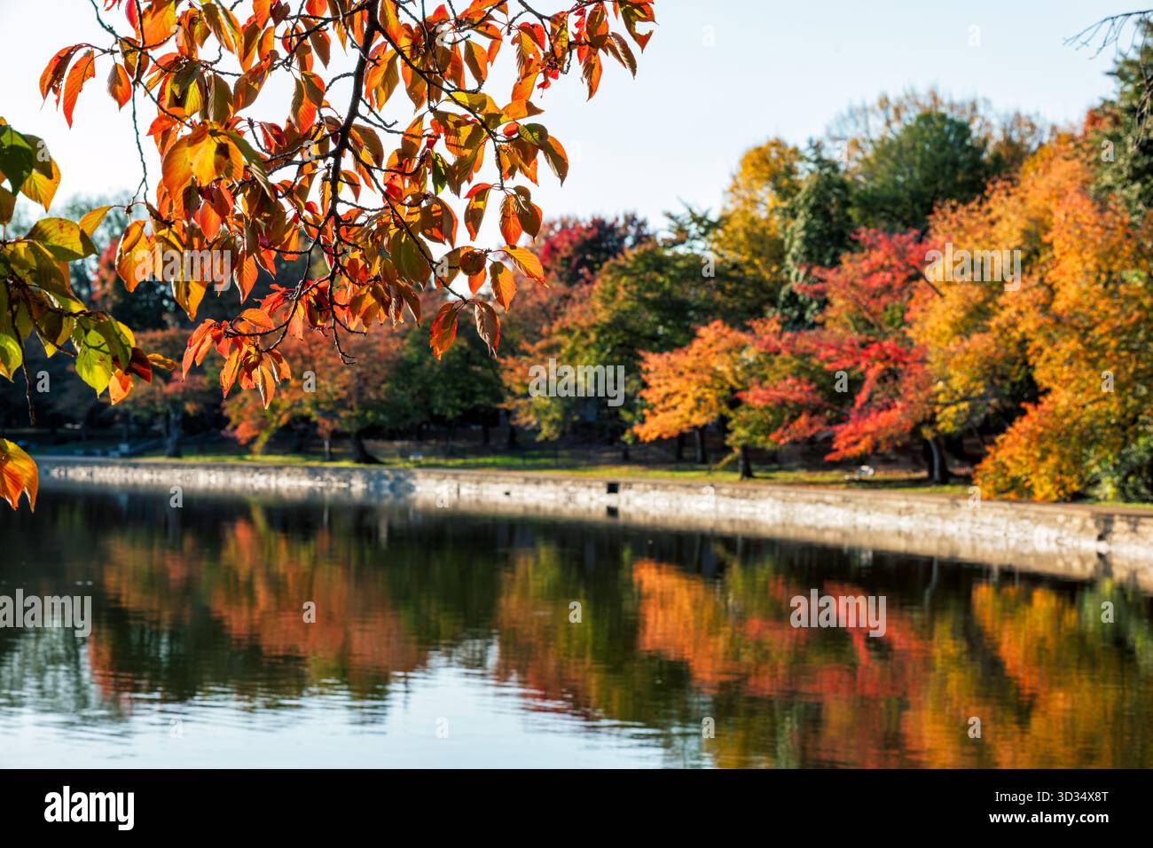 Cherry Trees Fall Colors Tidal Basin Washington DC // WASHINGTON DC - i colori autunnali dei ciliegi sono visibili lungo il bacino delle maree. Il vivace fogliame autunnale, caratterizzato da sfumature di rosso, arancione e giallo, si riflette nelle calme acque del bacino. Questi iconici ciliegi, celebrati per la loro fioritura primaverile, offrono anche una pittoresca esposizione di cambiamenti stagionali. Il bacino delle Tidal è un bacino artificiale situato all'interno del West Potomac Park, che collega il fiume Potomac al canale di Washington. E' una caratteristica centrale del National Mall e dei Memorial Parks, noti per la sua bellezza paesaggistica. Foto Stock
