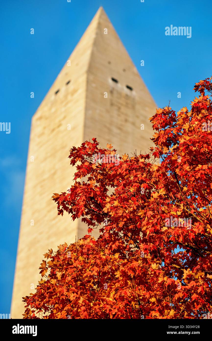 Monumento a Washington con foglie d'autunno Washington DC // WASHINGTON DC - il monumento a Washington è incorniciato da vibranti foglie autunnali alla luce del sole del tardo pomeriggio. Questo iconico obelisco, costruito in marmo, granito e gneiss di pietra blusa, è un importante memoriale a George Washington, il primo presidente degli Stati Uniti. Alto 169 metri (555 piedi), è la struttura in pietra e l'obelisco più alti del mondo. Situato sul National Mall, il monumento è un punto di riferimento centrale nella capitale degli Stati Uniti. Foto Stock