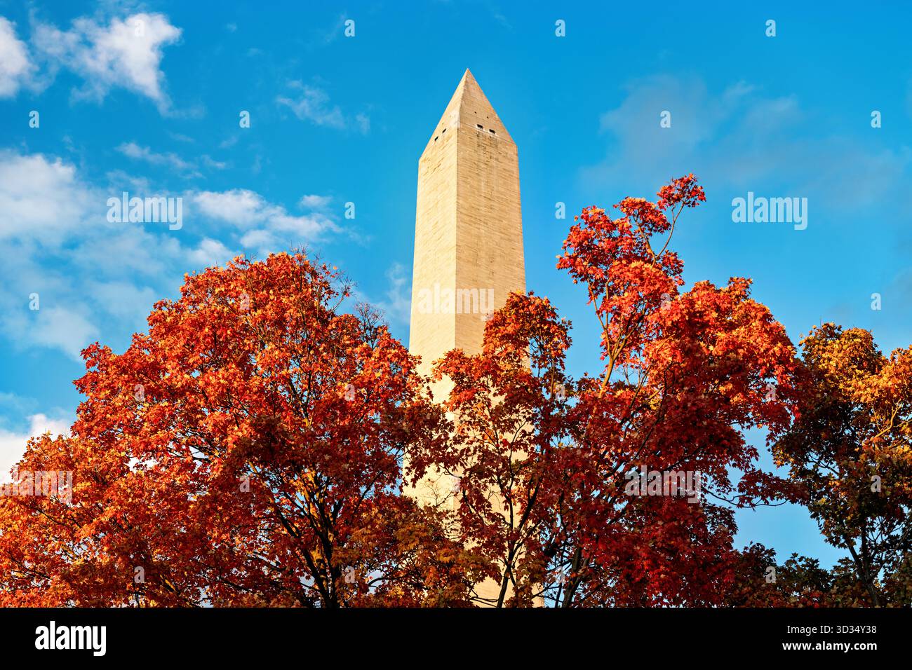Monumento a Washington in autunno alla luce del sole Washington DC // WASHINGTON DC - il monumento a Washington è visibile attraverso il vivace fogliame autunnale nella luce del sole del tardo pomeriggio. Questo iconico obelisco, in onore di George Washington, è un importante punto di riferimento nel National Mall. Costruito in marmo, granito e gneiss di pietra blu, raggiunge un'altezza di 169,294 metri (555 piedi 5 1/8 pollici). Il monumento è gestito dal National Park Service ed è un simbolo chiave della capitale della nazione. Foto Stock