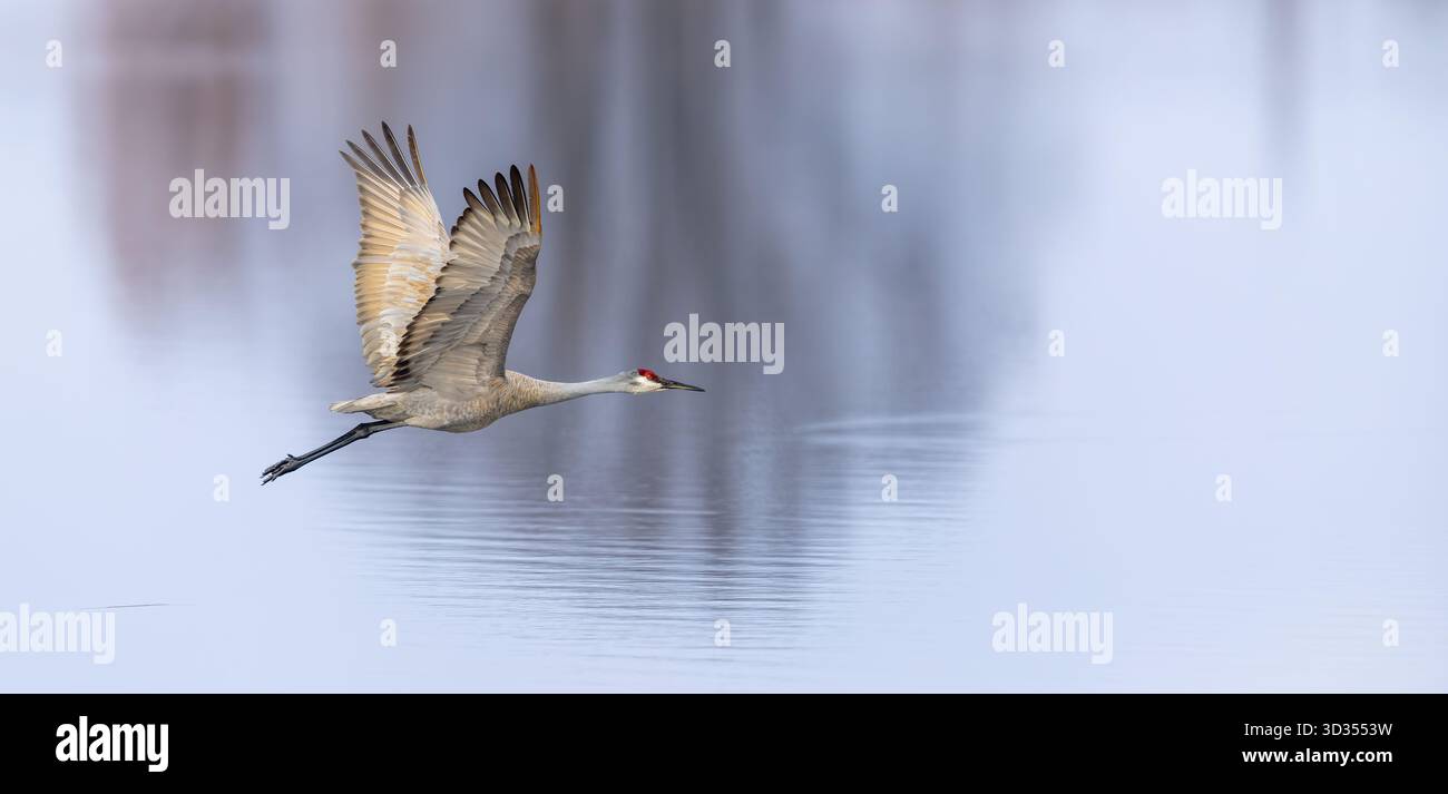 Gru Sandhill che sorvola un lago nella Crex Meadows State Wildlife area nel Wisconsin nordoccidentale. Foto Stock