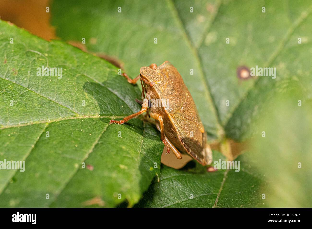 Scampo verde (Palomena prasina) in morfo marrone autunnale appoggiato su una foglia di bramble, macro fotografia scattata a Saint-Genis-Laval, Francia. Foto Stock
