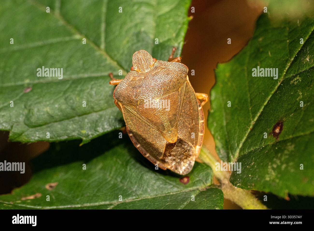 Scampo verde (Palomena prasina) in morfo marrone autunnale appoggiato su una foglia di bramble, macro fotografia scattata a Saint-Genis-Laval, Francia. Foto Stock