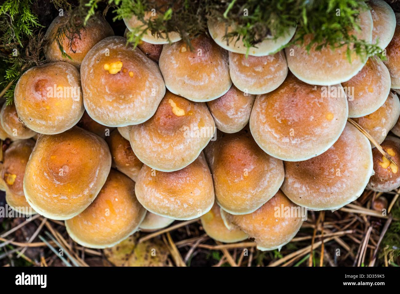 Primo piano di funghi a gambo brittlestem raggruppati (Psathyrella multipedata) nel bosco, Binning Wood, East Lothian, Scozia, Regno Unito Foto Stock