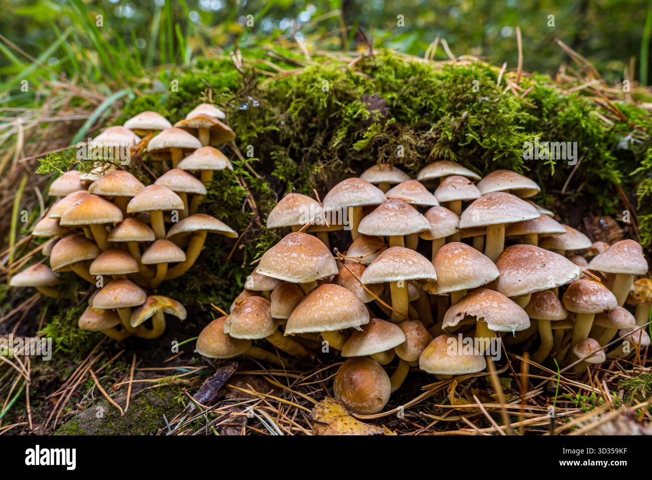 Primo piano di funghi a gambo brittlestem raggruppati (Psathyrella multipedata) nel bosco, Binning Wood, East Lothian, Scozia, Regno Unito Foto Stock