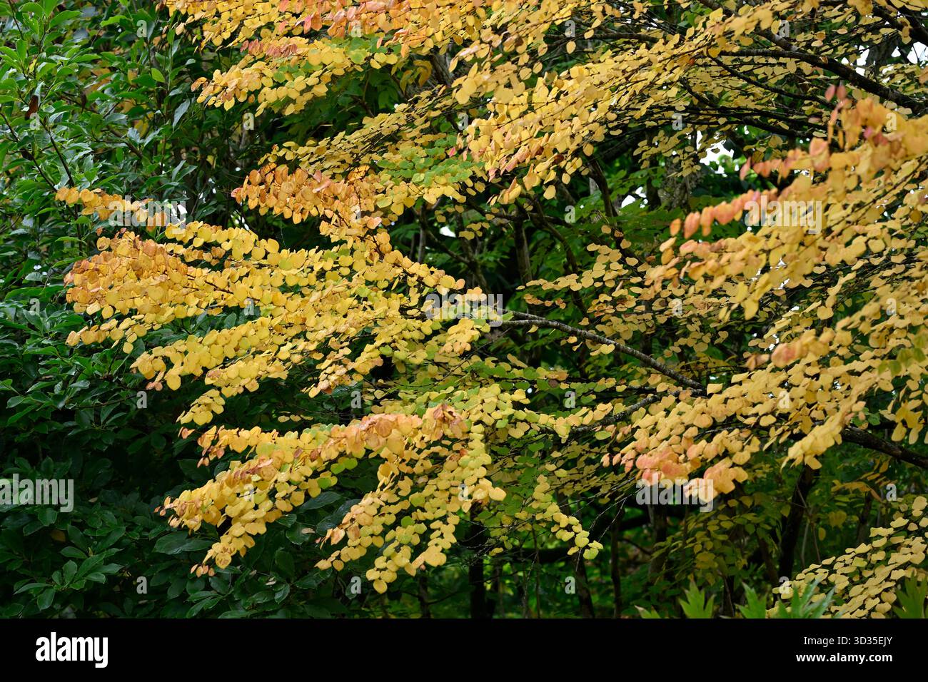 Fogliame autunnale a forma di cuore giallo di Cercidiphyllum japonicum, albero katsura giardino britannico settembre Foto Stock