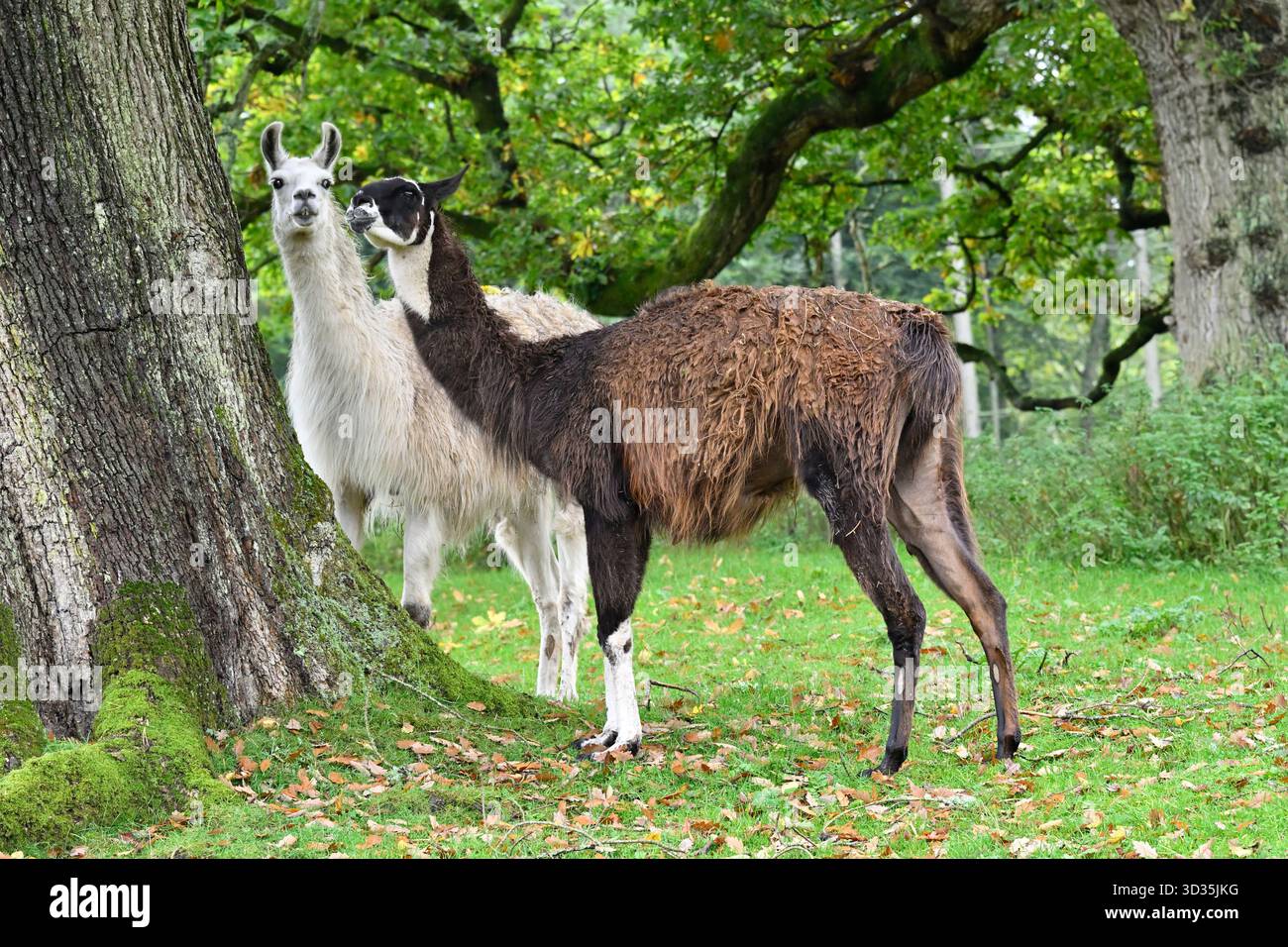 Due lama Lama, Lama glama, nel parco Scozia Regno Unito settembre Foto Stock